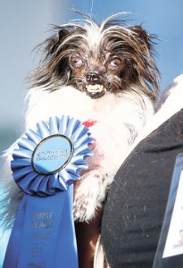 A FACE ONLY HIS OWNER CAN LOVE. No that’s not banned Uruguayan footballer Luis “The Biter” Suarez as a child. That’s Peanut, a two-year-old mutt, which won as the World’s Ugliest Dog at the Sonoma-Marin Fair in Petaluma, California. (AP FOTO)