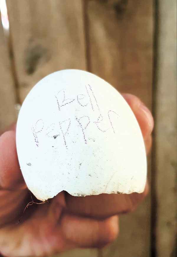 egg-shell