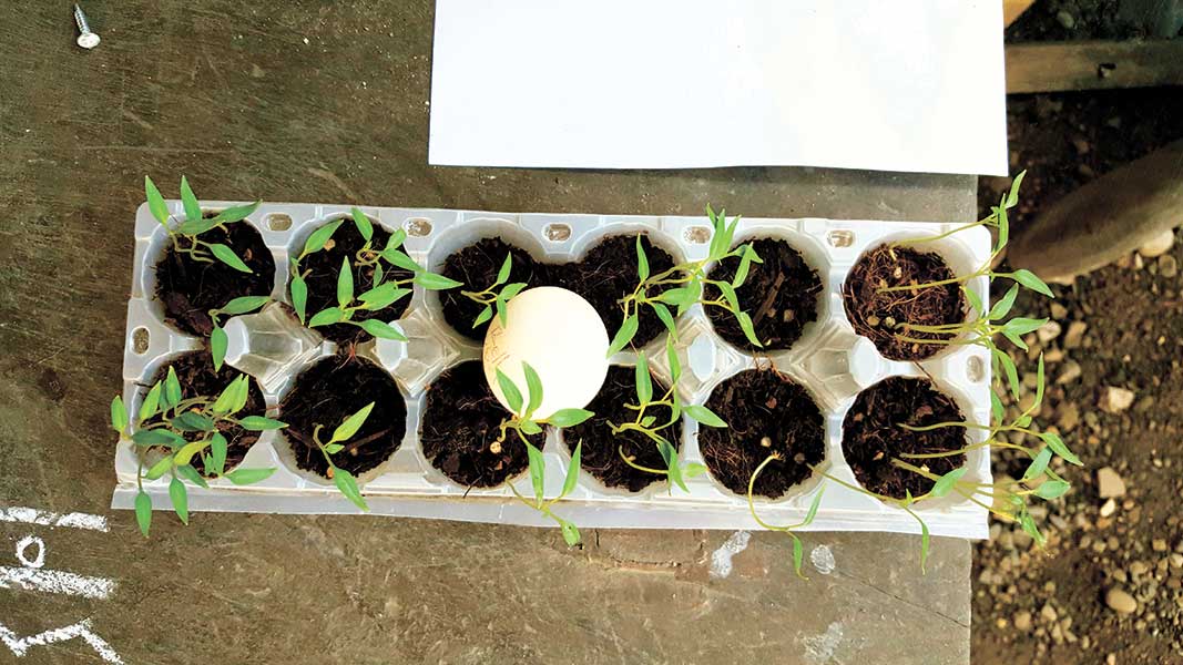 egg-tray-planter