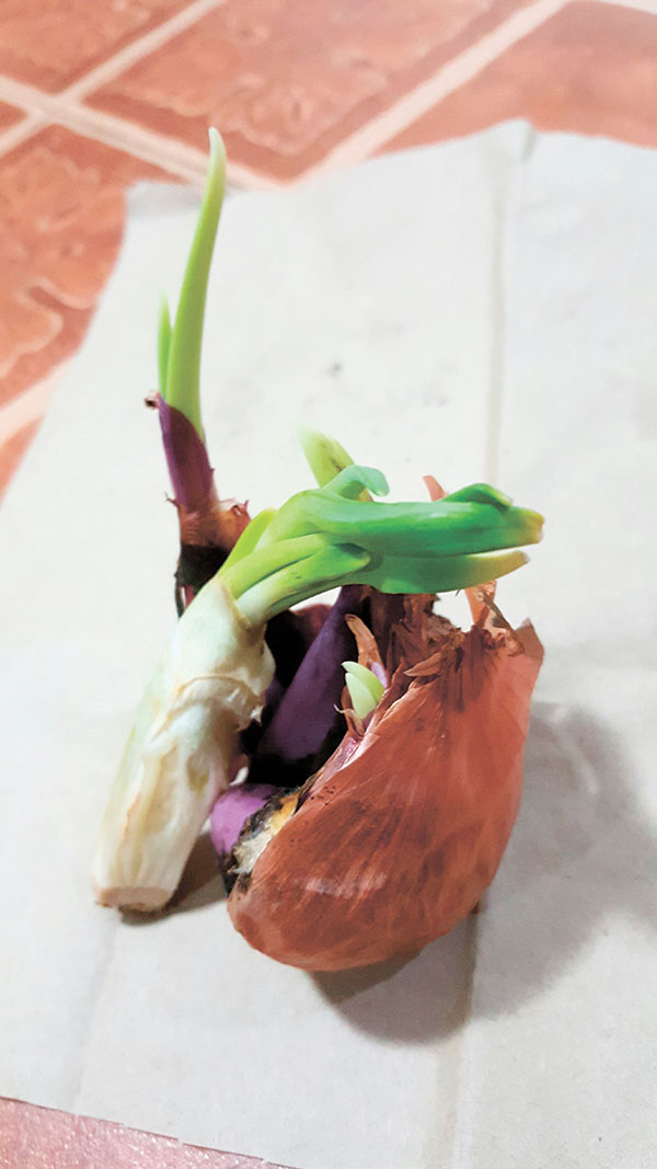 onions